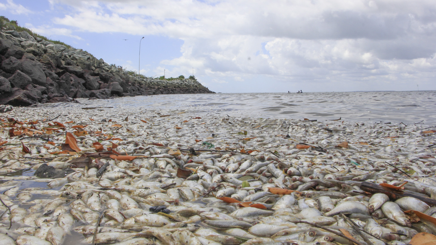 Centenas de peixes são encontrados mortos no Porto do ...